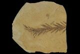 Metasequoia (Dawn Redwood) Fossil - Montana #85842-1